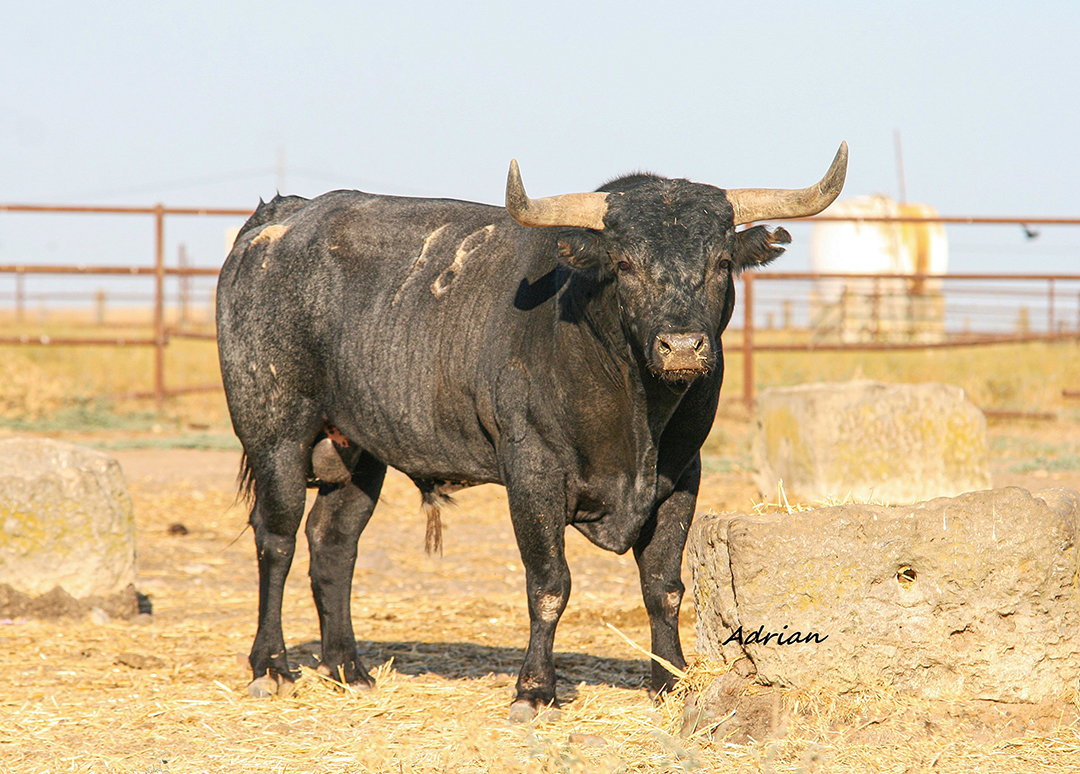 Toro Lunares