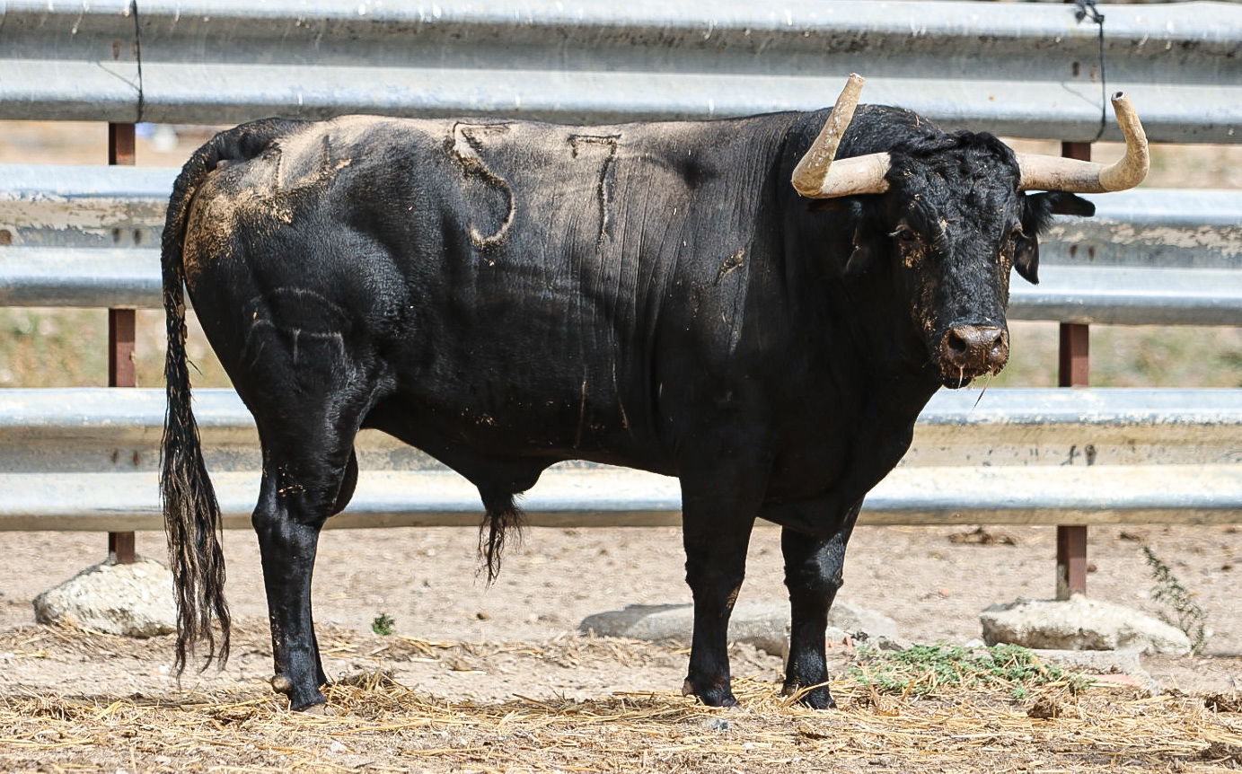Toro Alencuentro