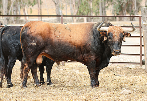 Toro Aplicado