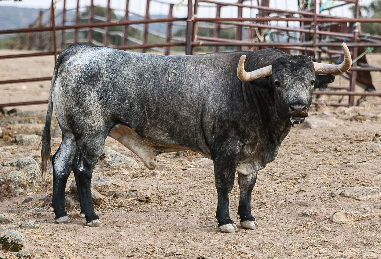 Toro Aviador