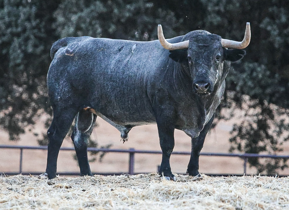 Toro Bordador