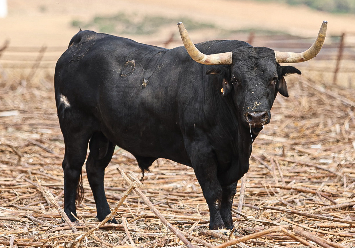 Toro Bramador