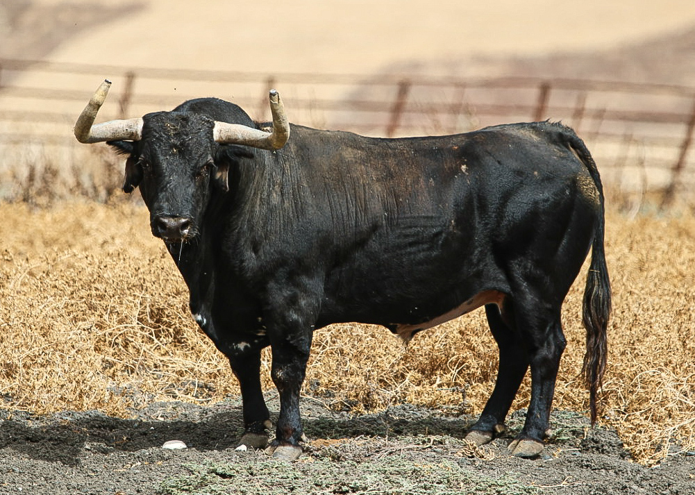 Toro Caminante