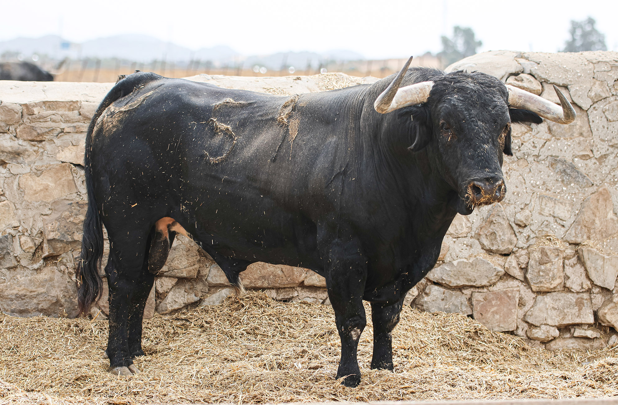 Toro Galopero