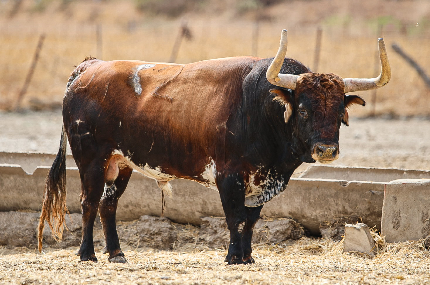 Toro Liante