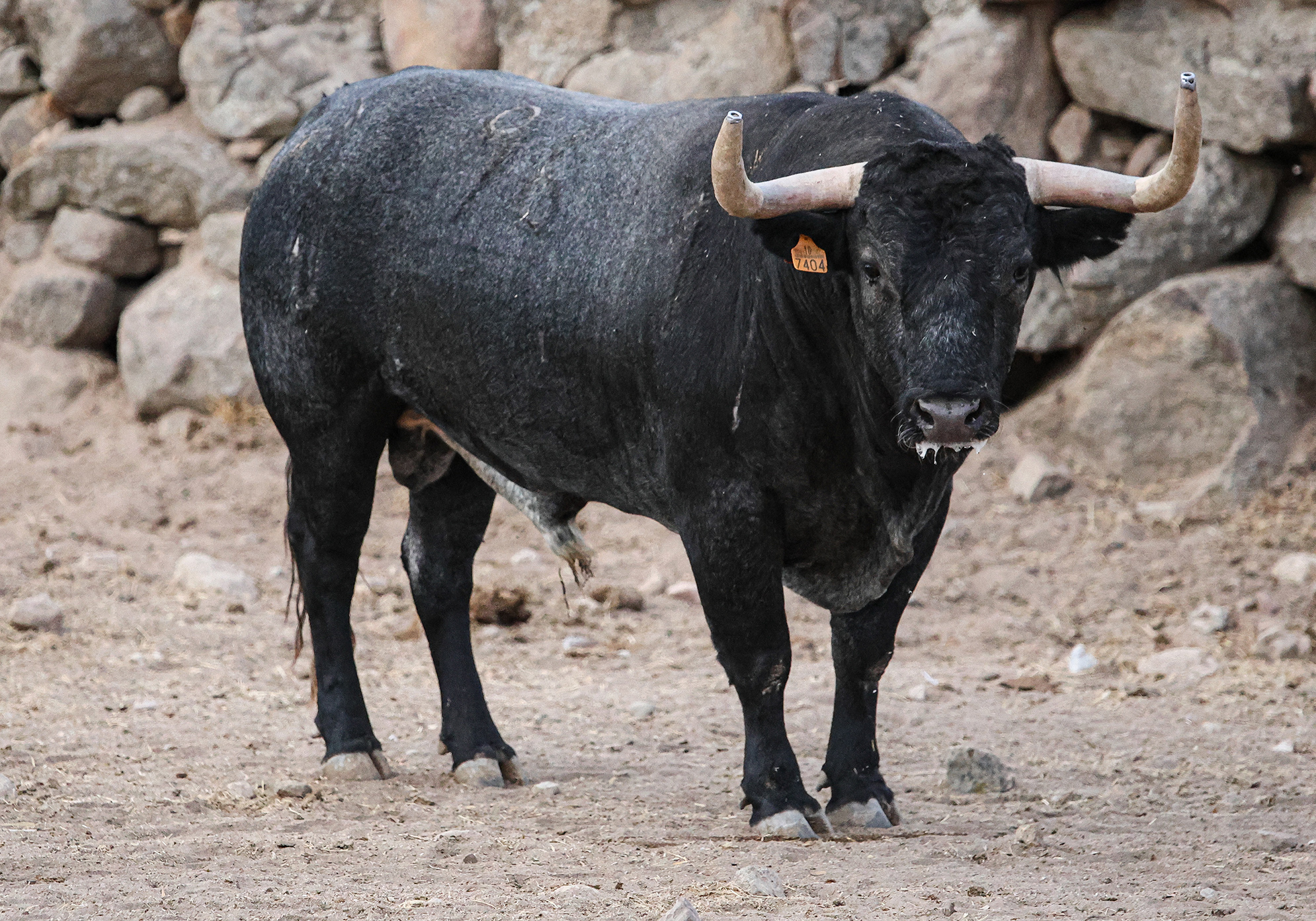 Toro Manchonero