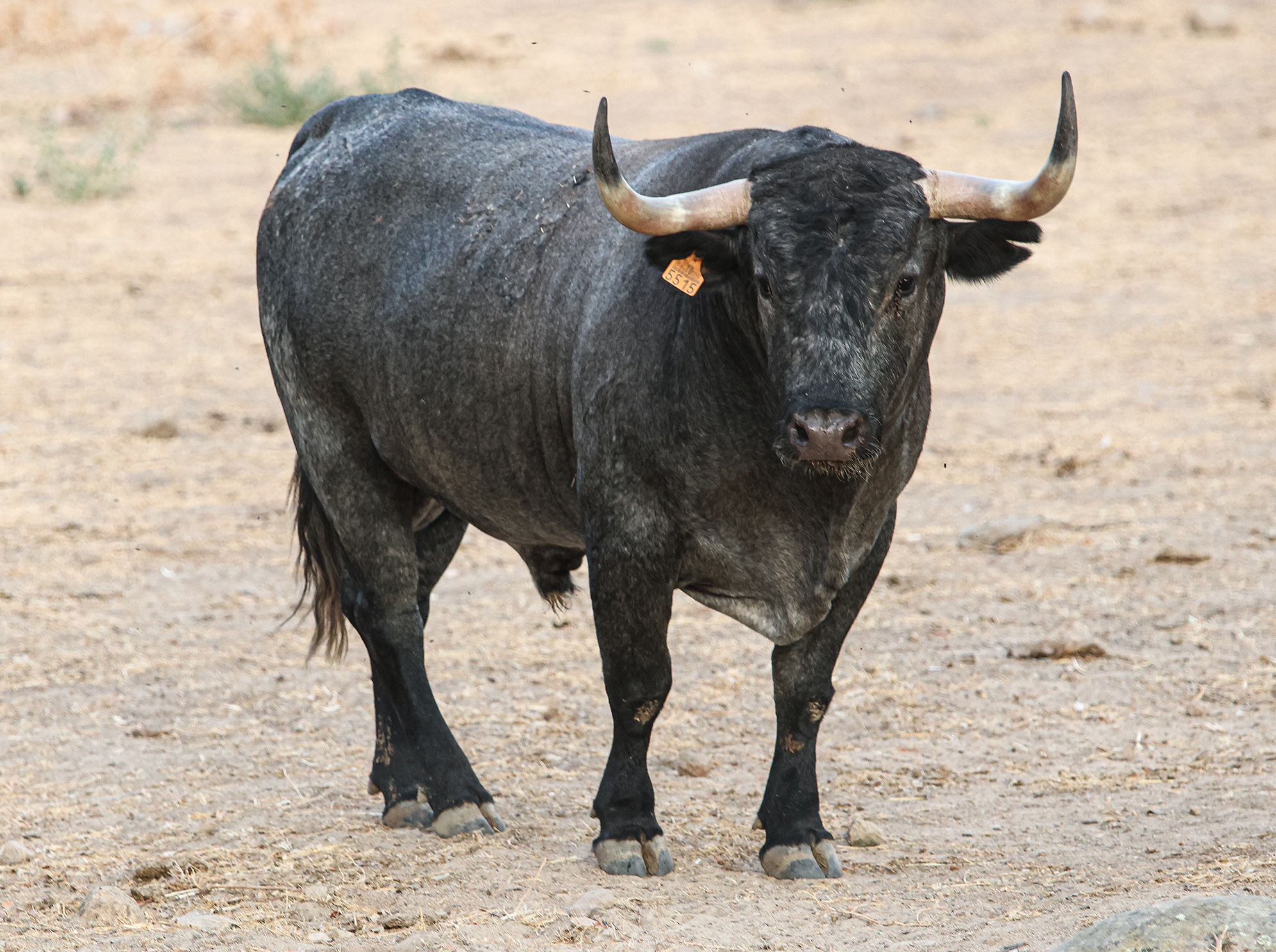 Toro Manchonero