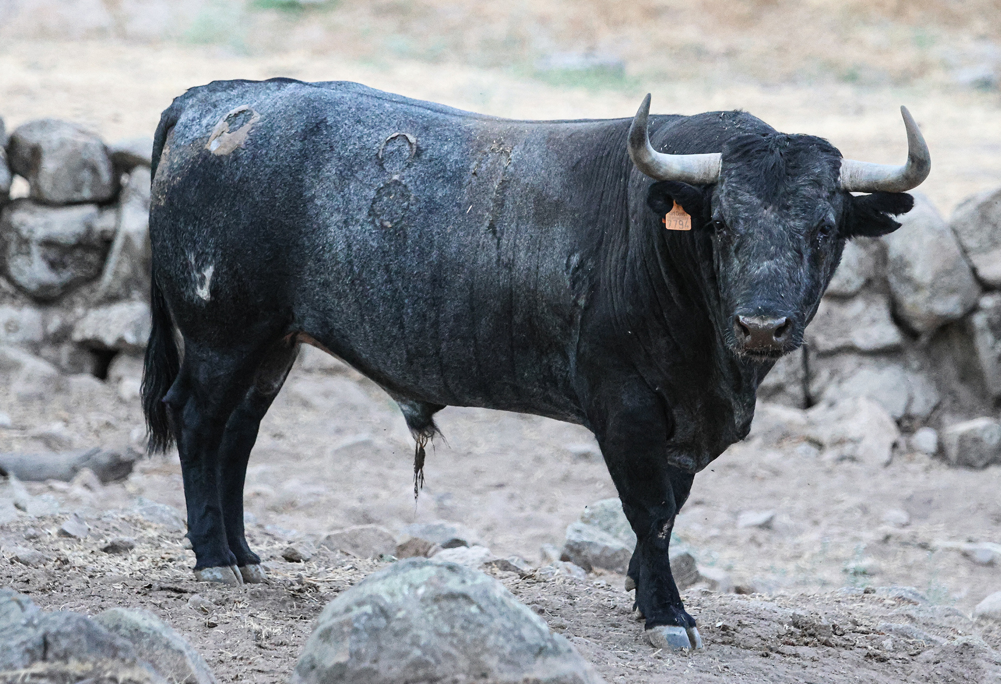 Toro Pecador