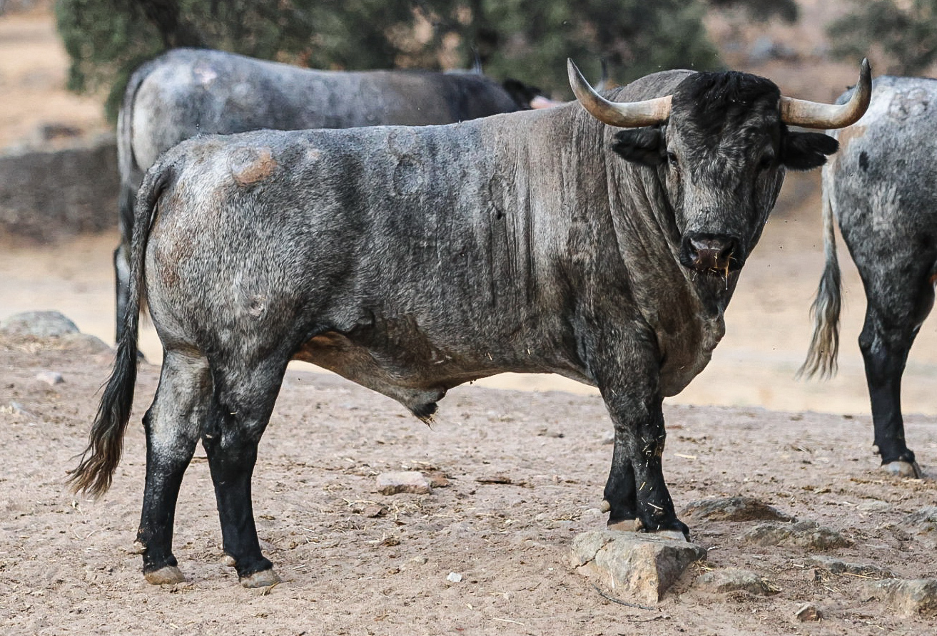 Toro Vanidoso