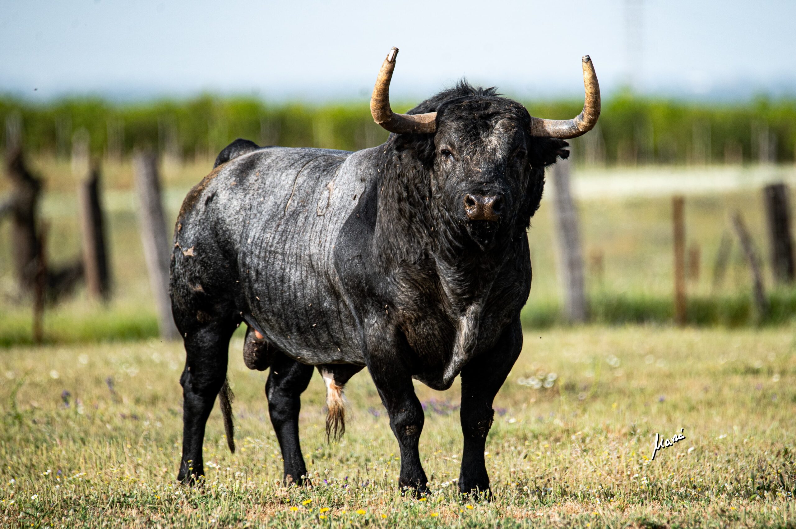 Toro cerril Bellotito
